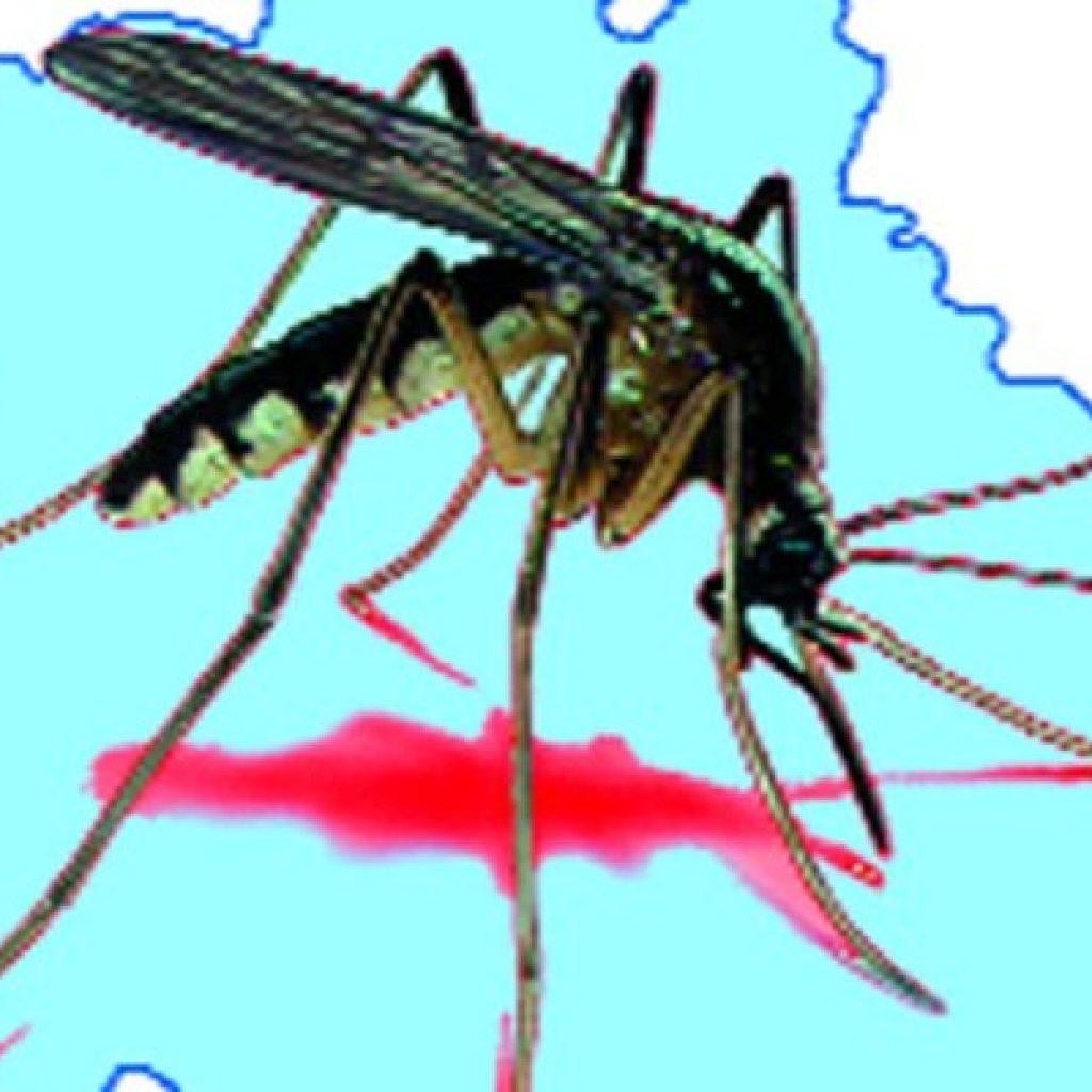 चितवनमा रोकिएन डेङ्गुको प्रकोप