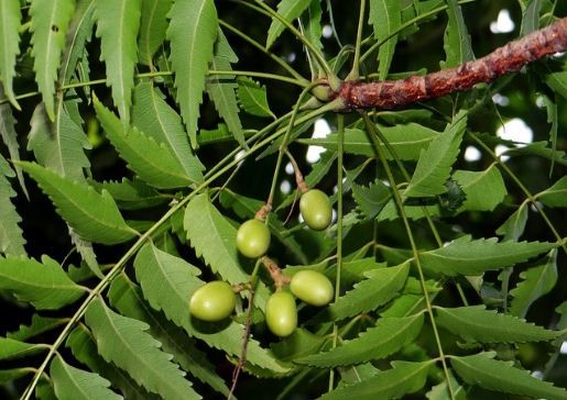 निमपत्ता प्रयोग गर्नुहुन्छ ? यसको फलका नसोचेका दश फाइदा
