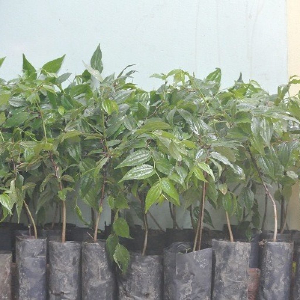 बहुमूल्य बोधिचित्तका बिरुवा रोपियो