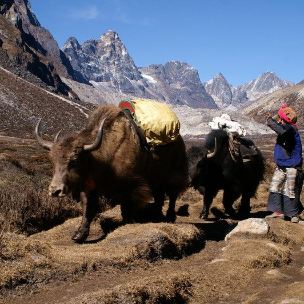 विदेशको नोकरी छाडेर गाउँमै चौंरीपालन