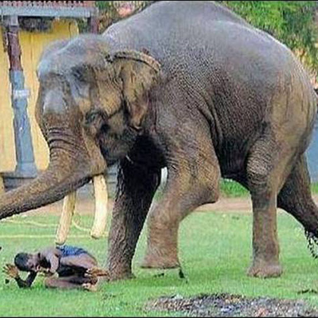 बर्दियामा जङ्गली हात्तीको आक्रमणमा दुईको मृत्यु