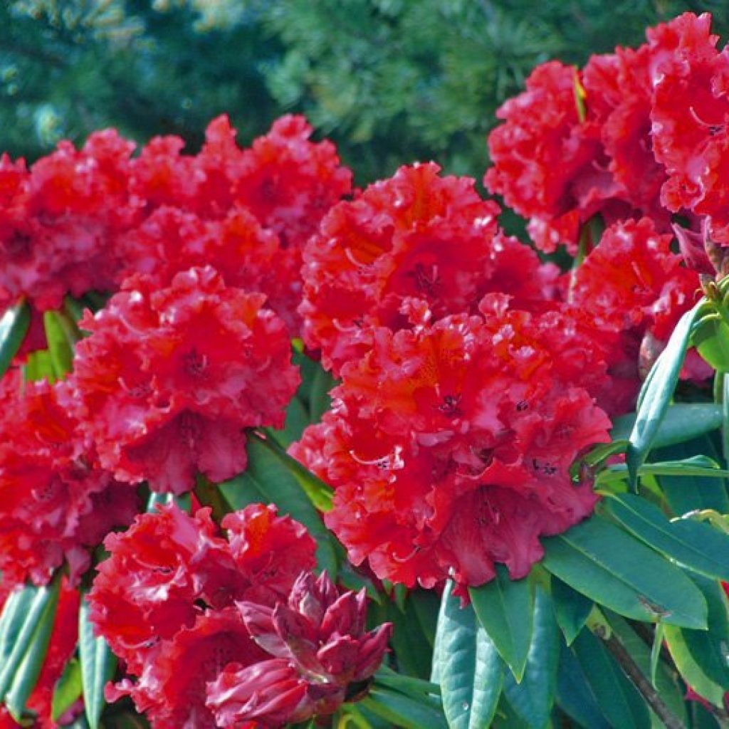 उच्च पहाडी जंगलमा बेमौसममा गुराँस फुल्दा वनभरि राताम्मे