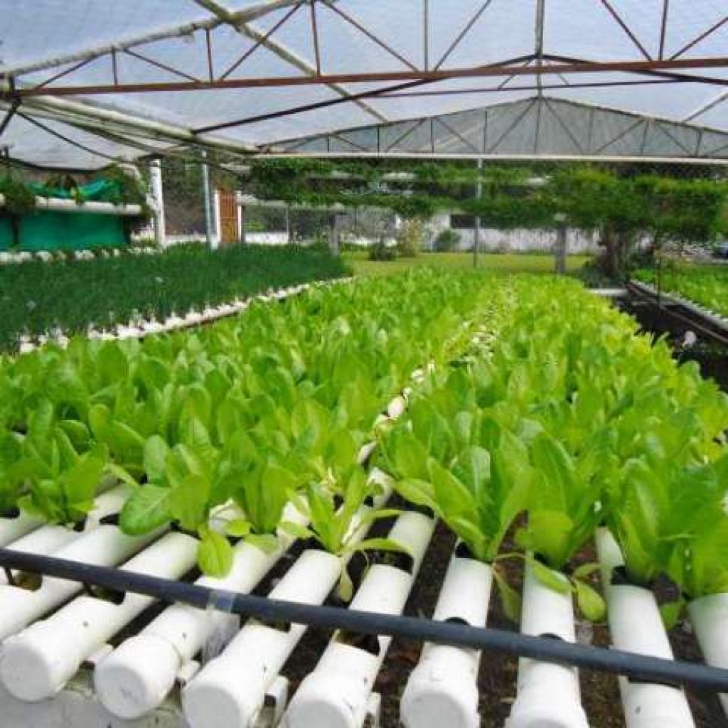 पाल्पामा कृषि आधुनिकीकरण परियोजना सुरु,कृषकहरु उत्साहित