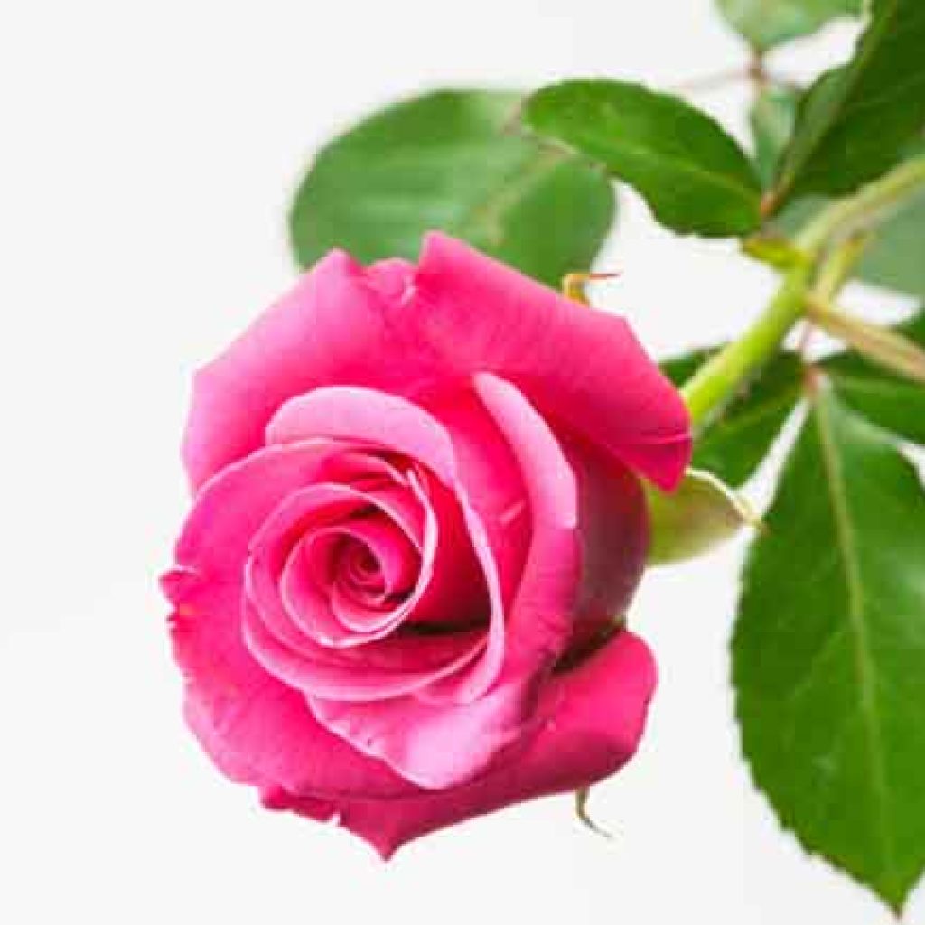 निमोठिएको गुलाब — लक्ष्मण ढकाल