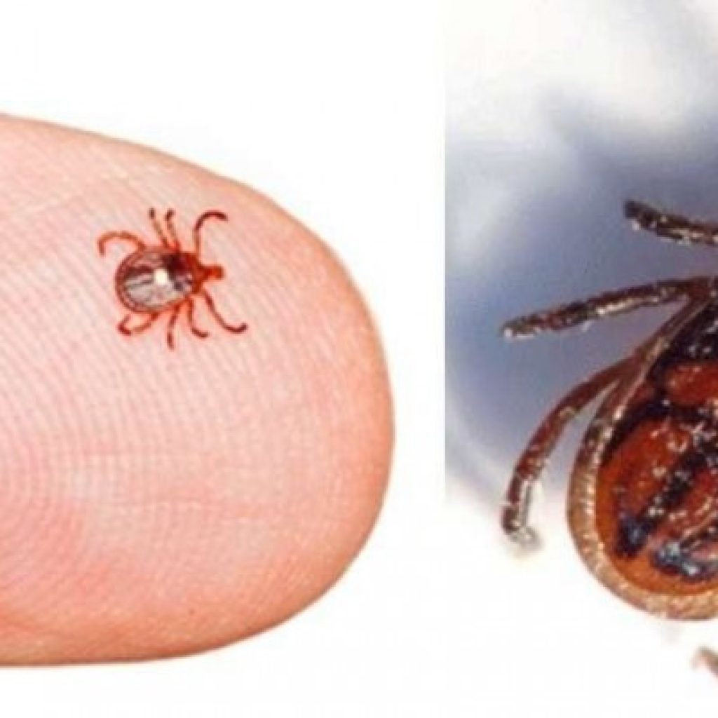 स्क्रब टाइफसबाट नौजनाको मृत्यु ,३८५ जनामा संक्रमित