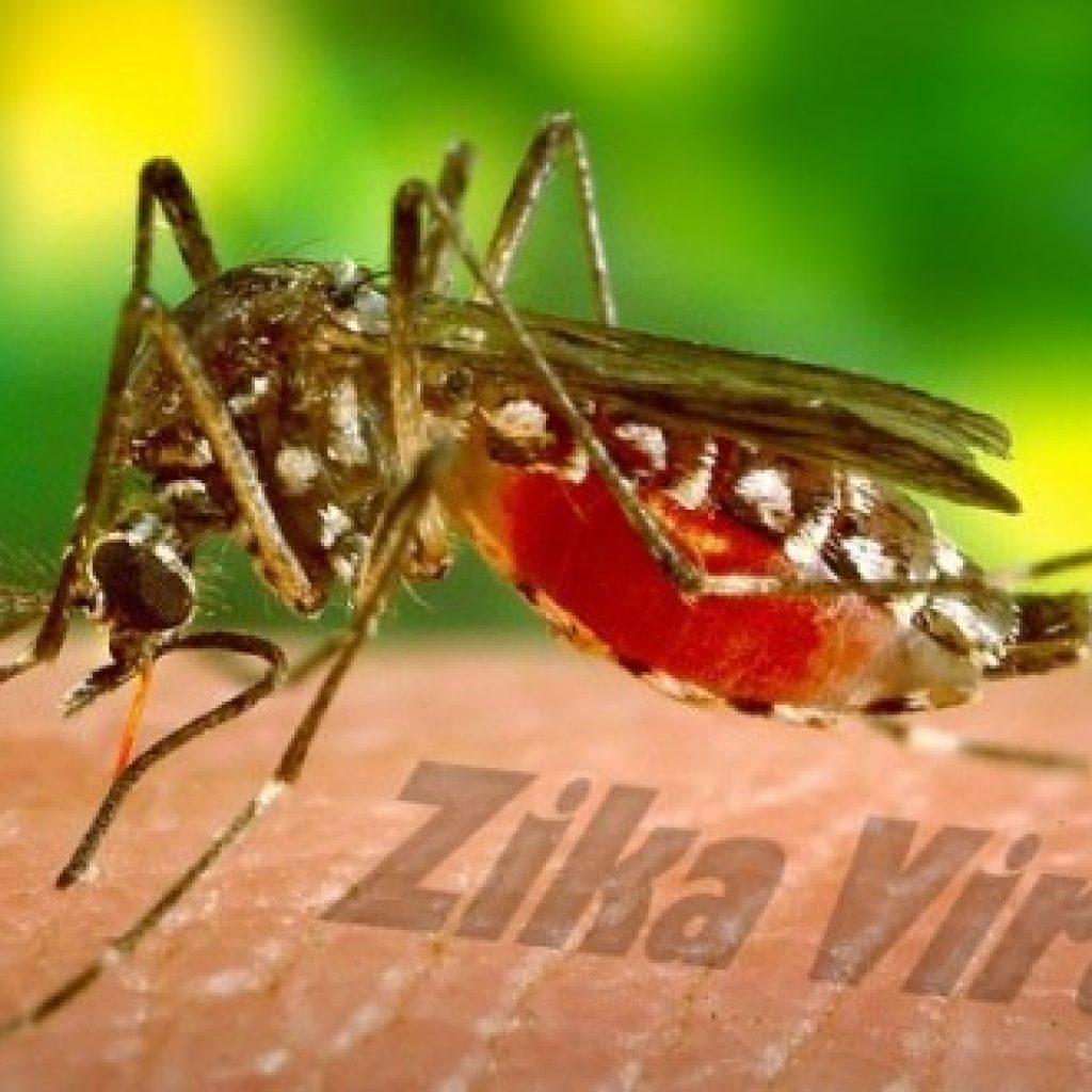 नेपालमा पनि जिका संक्रमणको खतरा