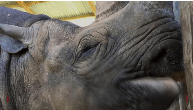 संसारकै वृद्ध गैँडाको ५७ वर्षमा मृत्यु