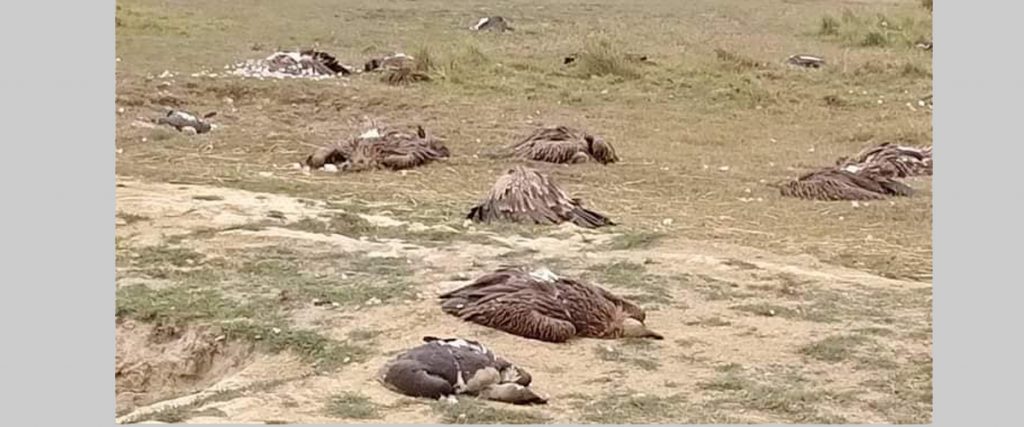 नवलपरासीमा दर्जौनौँ गिद्द मरे
