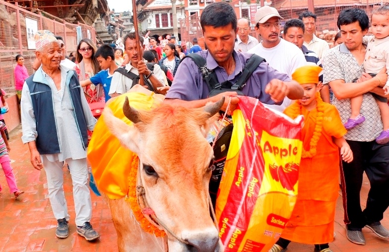 आज गाईजात्रा पर्व मनाइँदै
