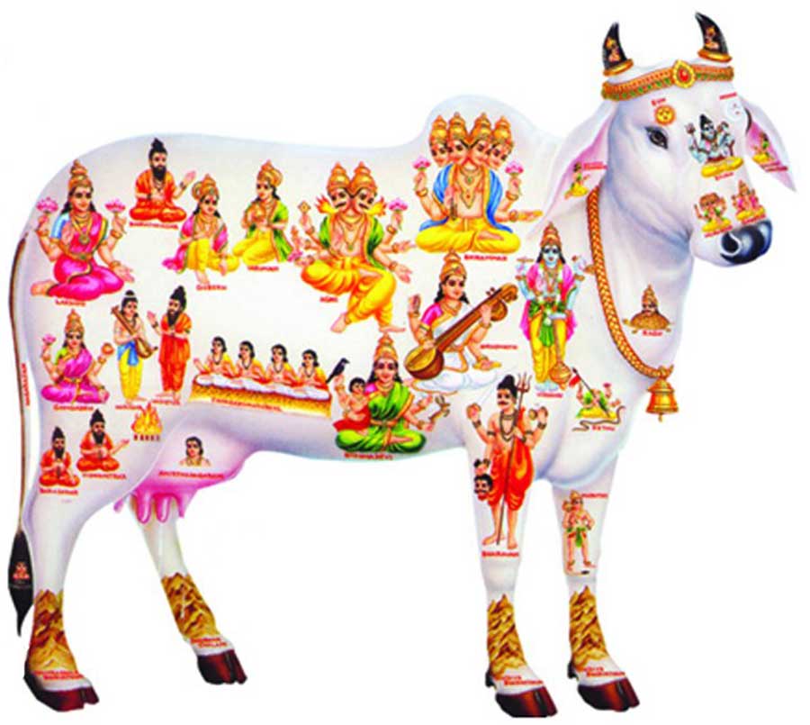 भारतमा गाईलाई राष्ट्रिय जनावर घोषित गर्न उच्च अदालतको सुझाव