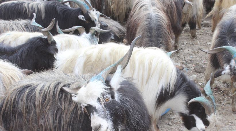 दोब्बरले बढ्यो च्याङ्ग्राको मूल्य