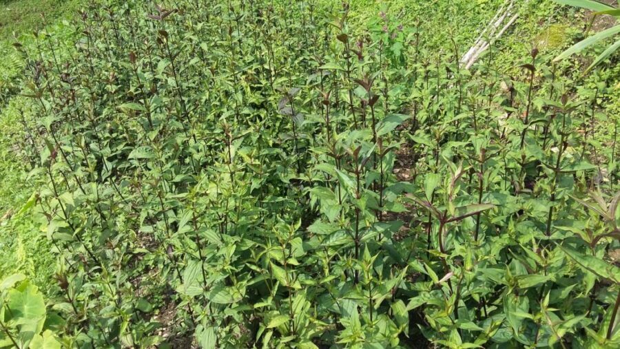 भोजपुरका किसान चिराइतो खेतीप्रति आकर्षित