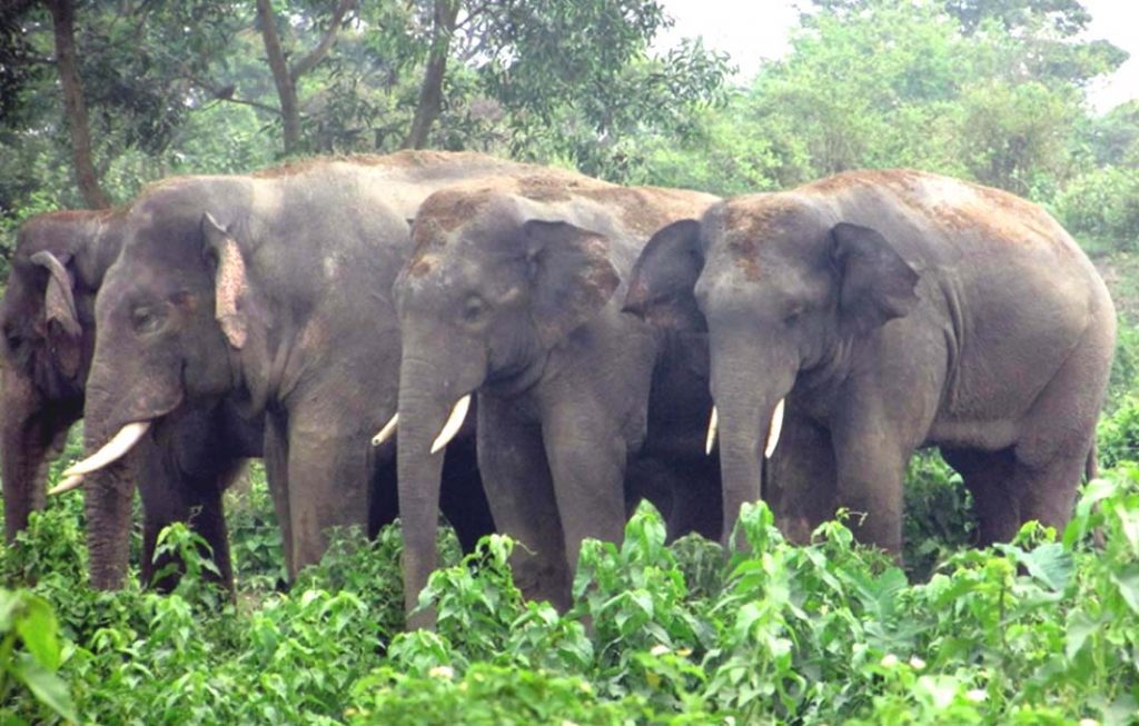 कञ्चनपुरकाे शुक्लाफाँटा राष्ट्रिय निकुञ्जमा हात्ती अभाव