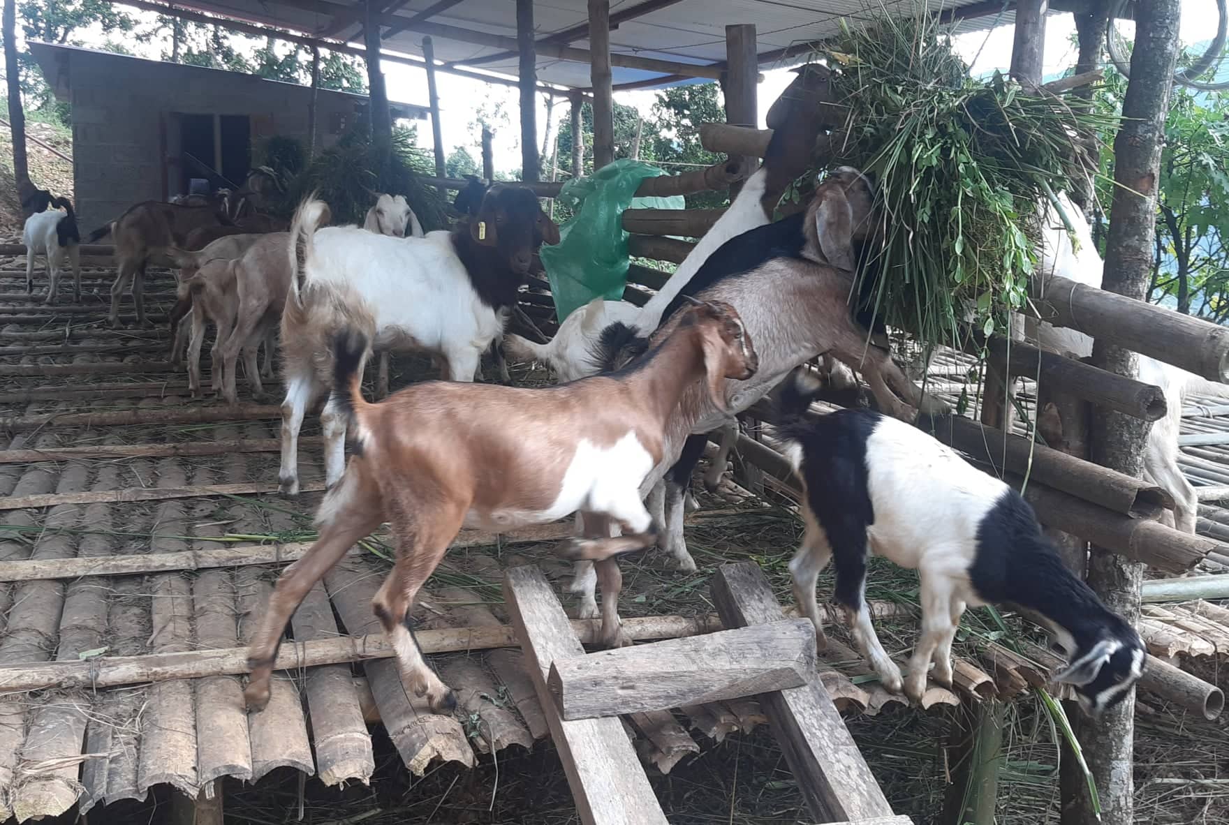 सहकारीमार्फत सामूहिक कृषिमा जोडिदै पुम्देली