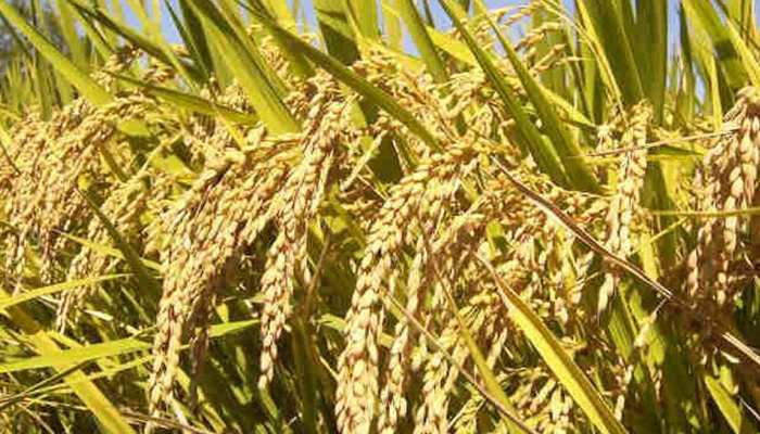 बाँकेका किसानलाई धान उत्पादन घट्ने चिन्ता