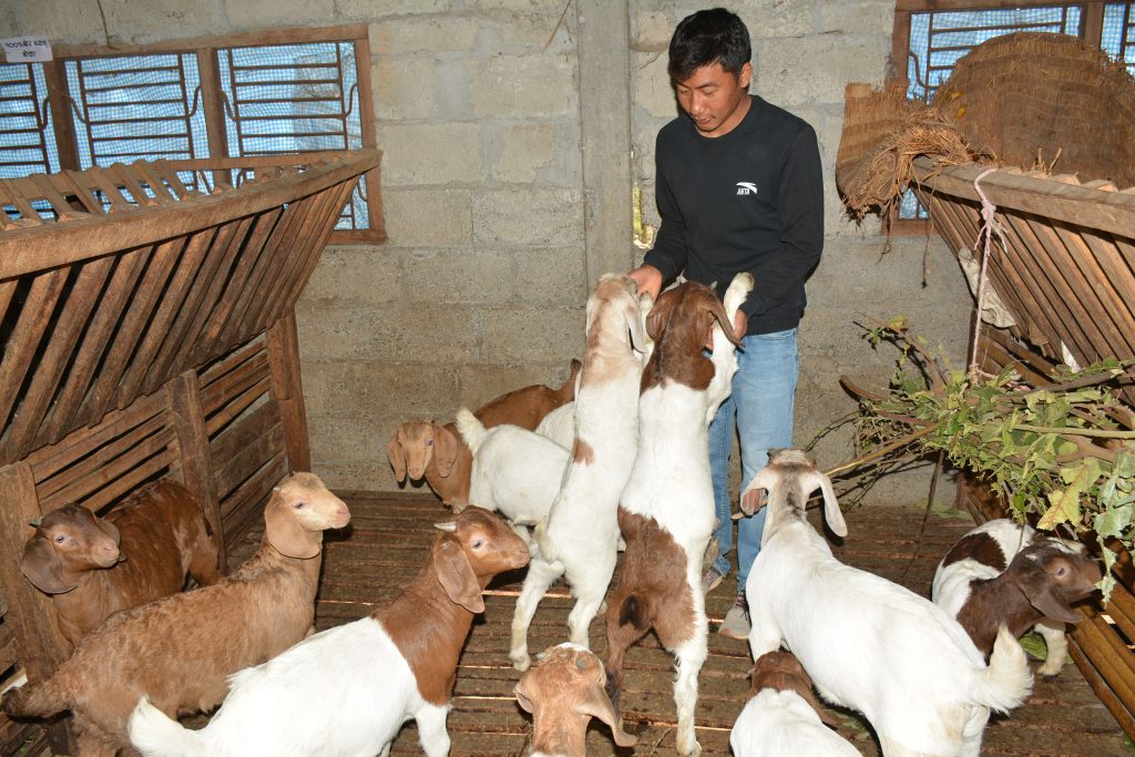 दमौलीका किसान बाख्रापालनबाटै आत्मनिर्भर र सन्तुष्ट