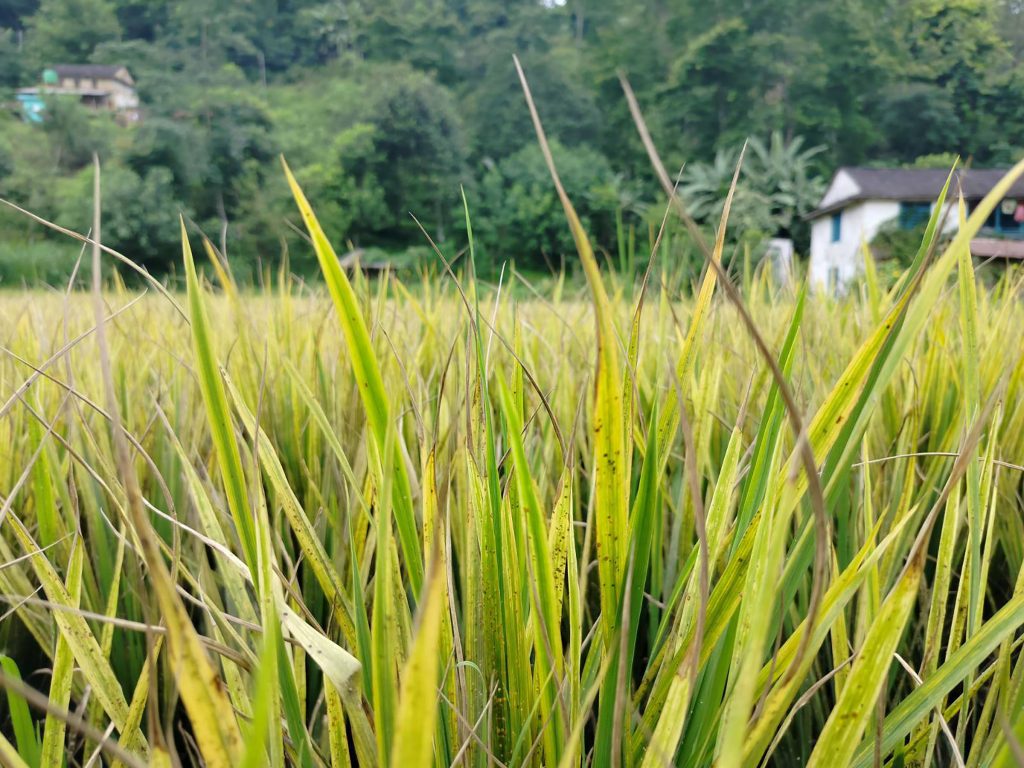पसाउने बेलाकाे धानमा ‘मेली बग’ राेगले समस्यामा किसान