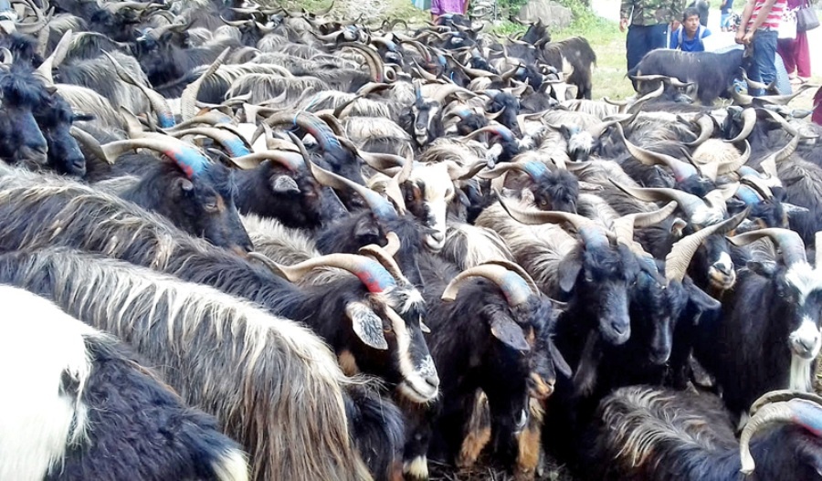 मुस्ताङबाट तेइस करोडका च्याङ्ग्रा निकासी