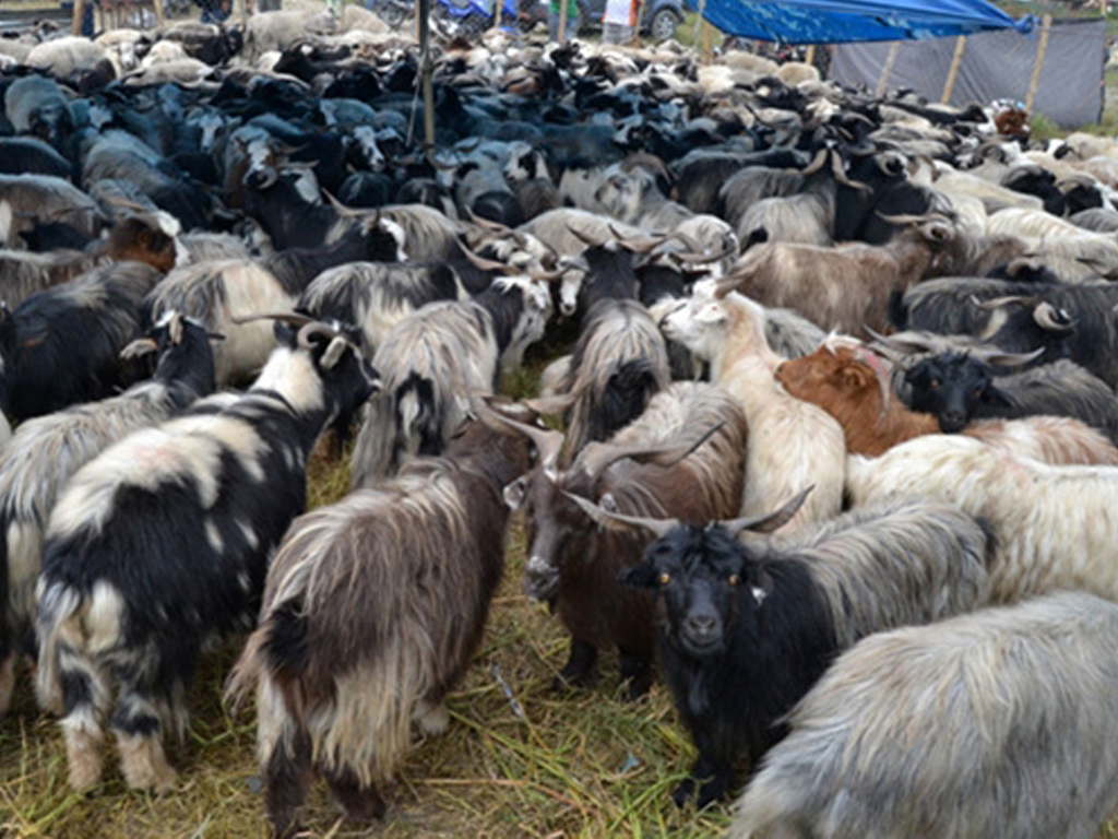 दशैंका लागि मुस्ताङबाट १२ हजार भेडा तथा च्याङ्ग्रा पोखरा ल्याइँदै