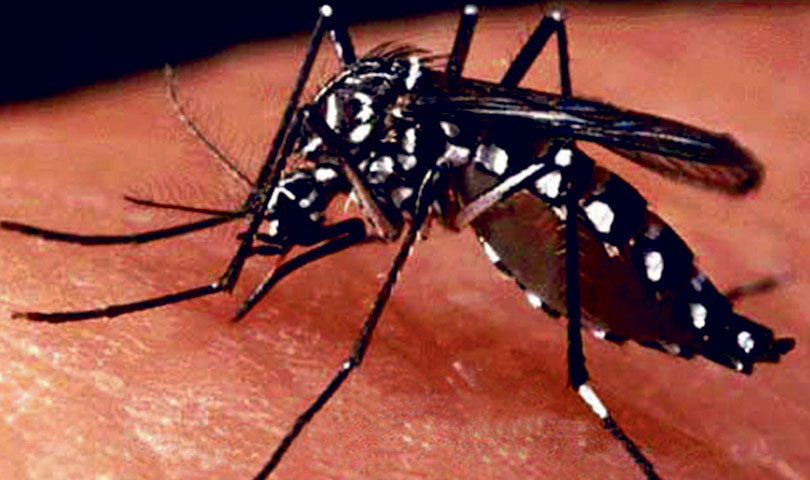 तनहुँमा डेङ्गु सङ्क्रमणबाट तीन जनाको मृत्यु