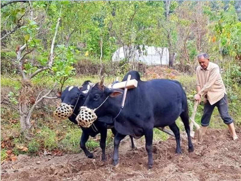 हलगोरु पाल्ने किसानलाई १० हजार अनुदान
