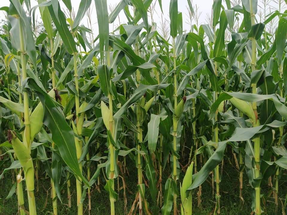 झापाका किसान धान भन्दा बढी मकैखेतीमा लाभान्वित