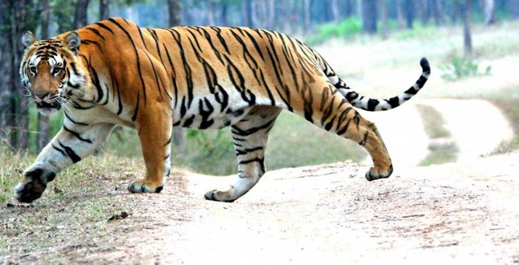 बाघको आक्रमणबाट वृद्धको मृत्यु