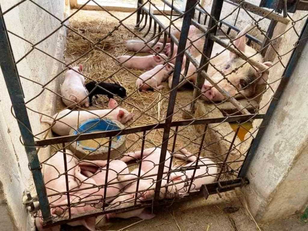 कञ्चनपुरका बङ्गुरपालक किसानलाई बजारको अभाव