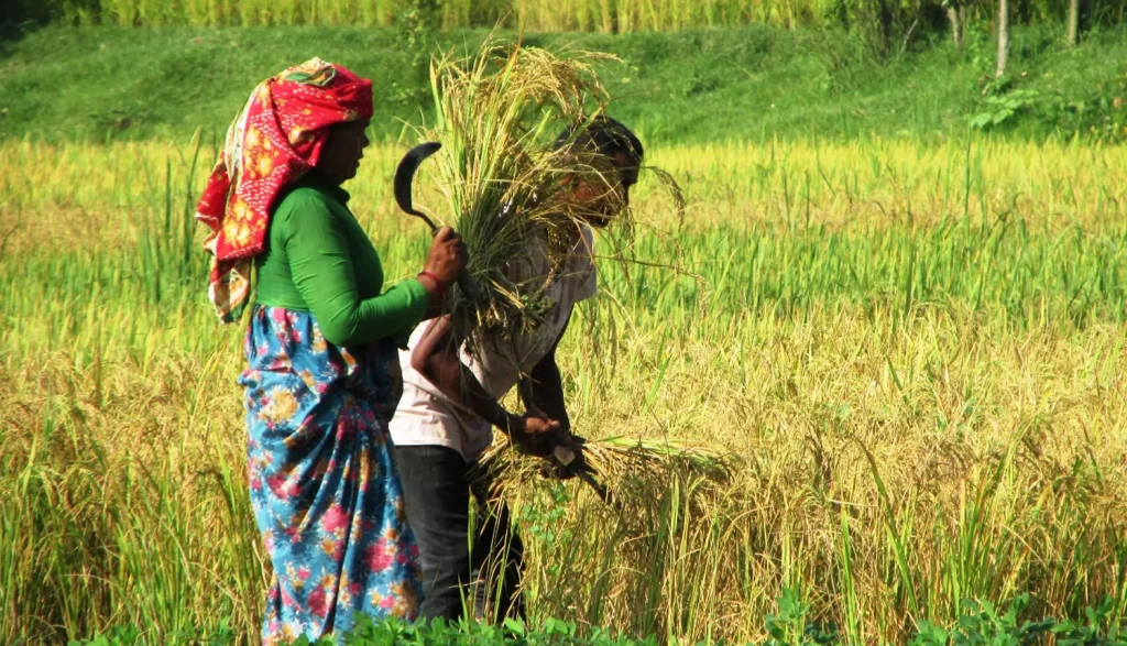 कञ्चनपुरका किसानलाई धान काट्न चटारो