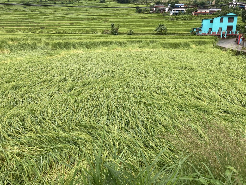 अत्यधिक वर्षाले बागलुङका किसानकाे धानबाली नोक्सान