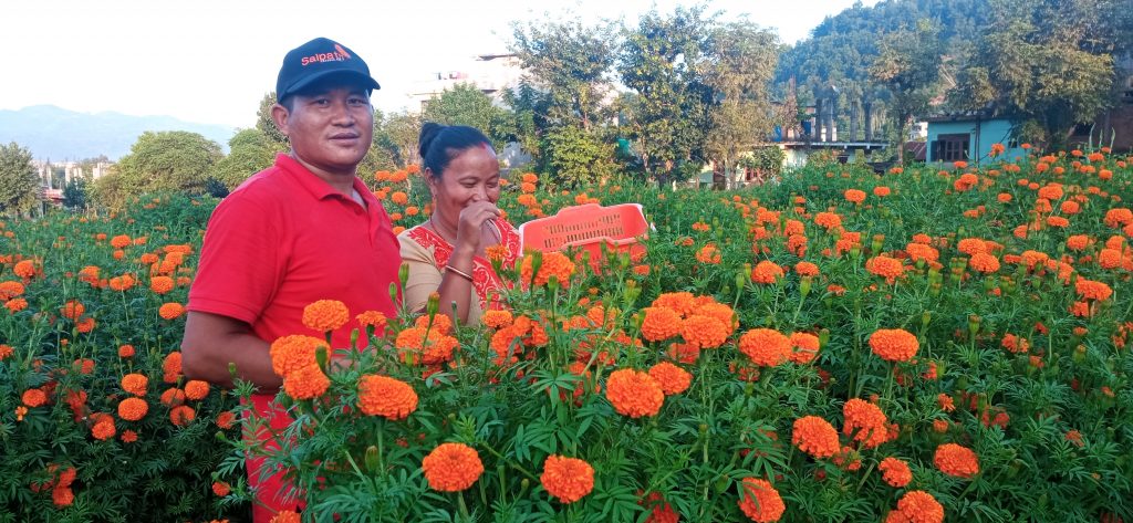 पाल्पामा सयपत्री फूलको माग बढेपछि फूल किसान उत्साहित 