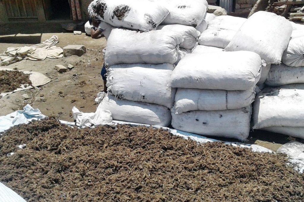 कर्णालीबाट गतवर्ष ३२ सय क्विन्टल जडीबुटी निकासी