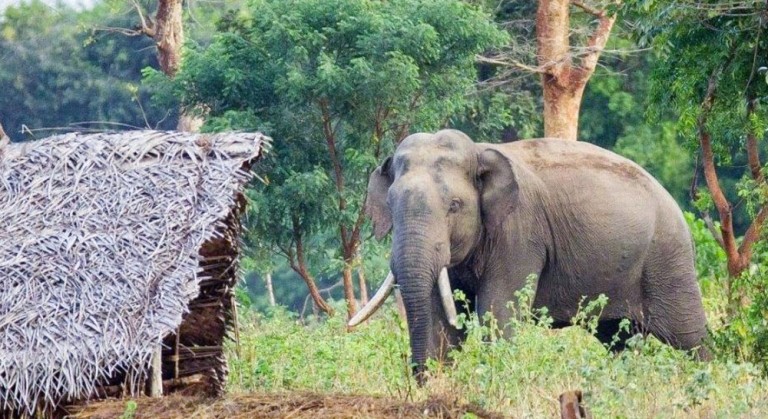 बर्दियामा हात्तीको आक्रमणबाट एक जनाको मृत्यु