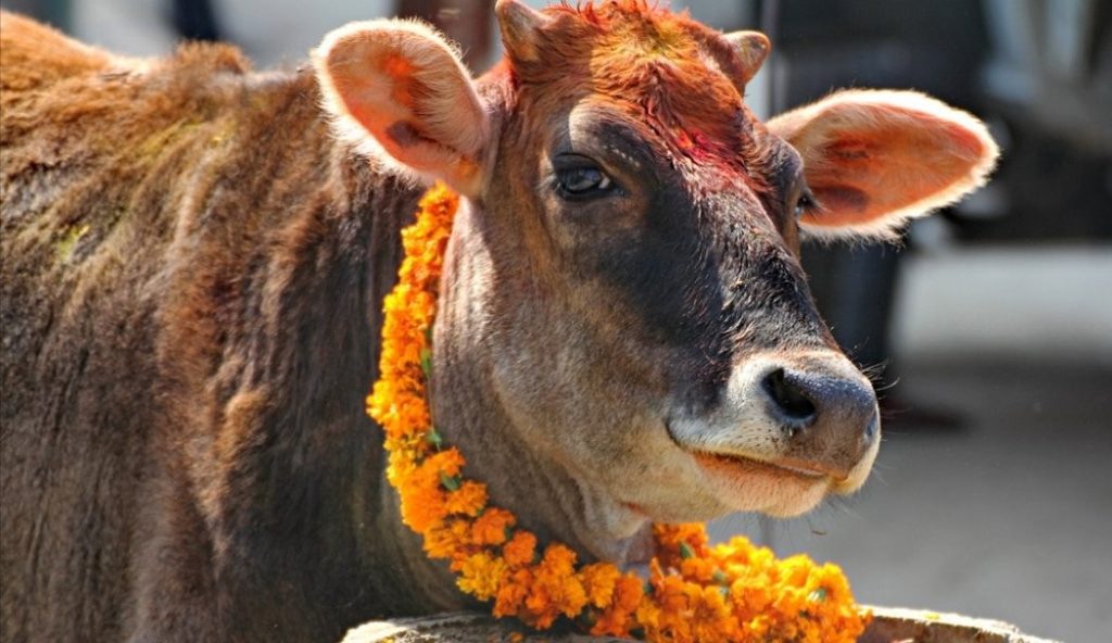 यमपञ्चकको चौथो दिन आज घर-घरमा गाई पूजा गर्दै