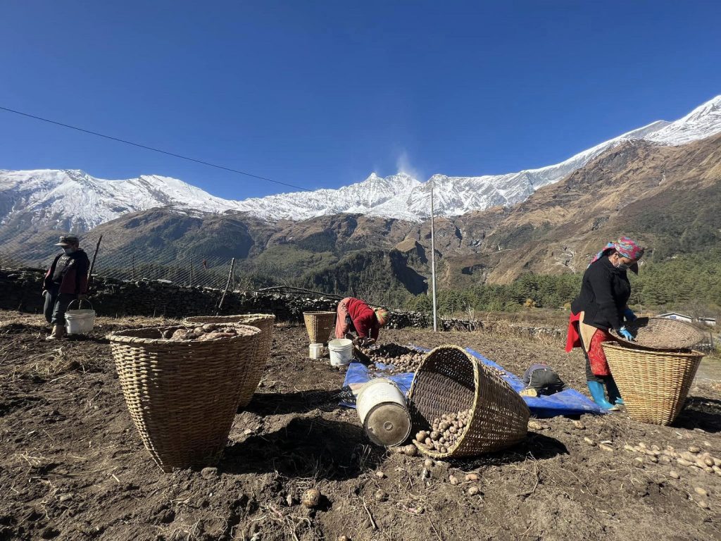 मुस्ताङमा सालो–भेनाकै प्रतिस्पर्धा