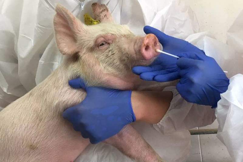 अफ्रिकन स्वाइन फिभर कैलालीमा पनि देखियो