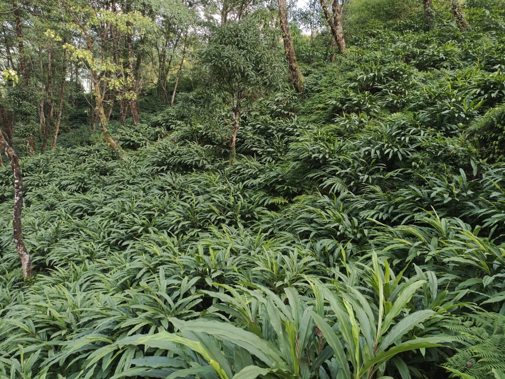 अलैँचीबाट आत्मनिर्भर बन्दै माछापुच्छ्रे गाउँपालिका
