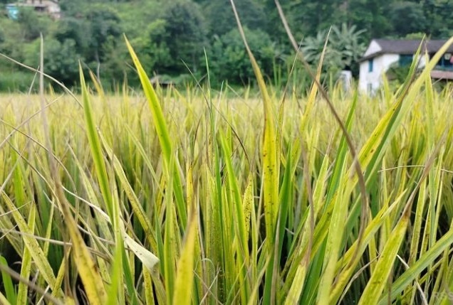 धानमा दाना नलागेपछि किसान चिन्तित