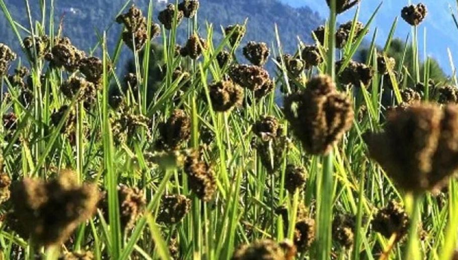 किसानले लगाउनै छाडे कोदो
