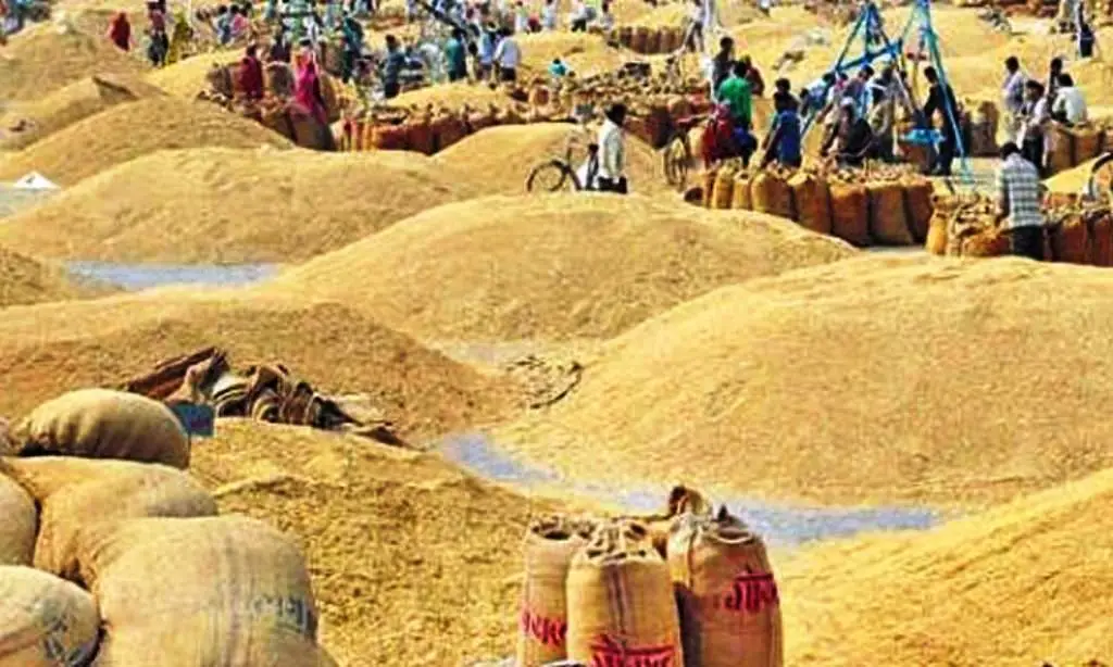 सिरहा खाद्य कम्पनीले १५ हजार क्विन्टल किसानको धान खरिद गर्ने