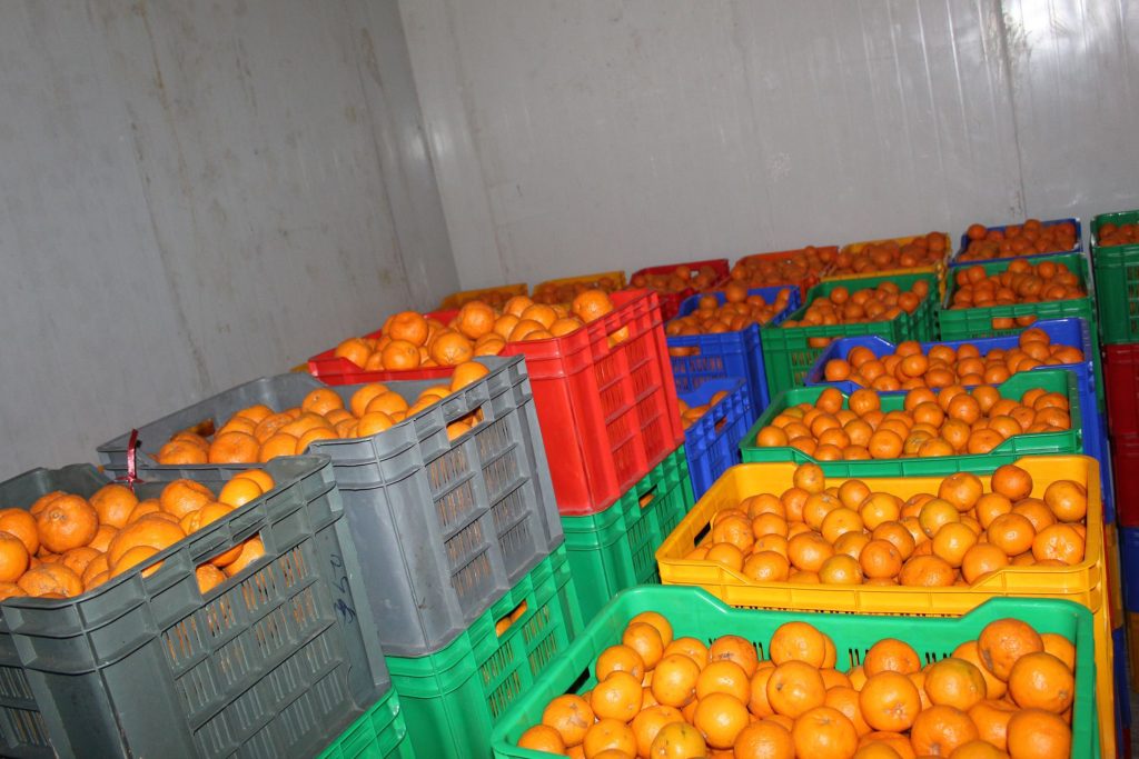 बागलुङमा यस वर्ष २४ करोडको सुन्तला उत्पादन