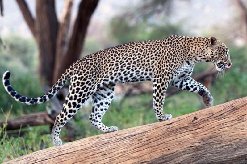 कालीकोटमा भेटिन थाले लोप हुन थालेका चितुवा