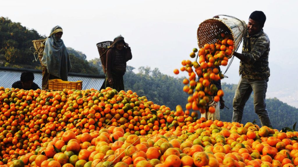 तनहुँको बन्दीपुरमा २५ प्रतिशतले सुन्तला उत्पादन वृद्धि