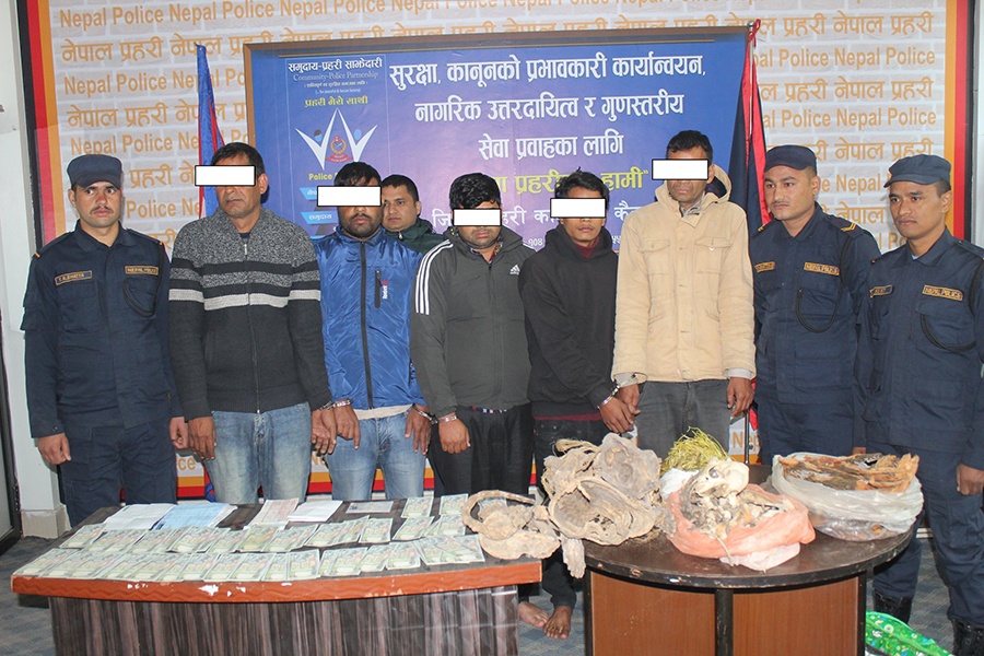 कैलालीमा बाघको हड्डी र जडिबुडीसहित पाँच पक्राउ