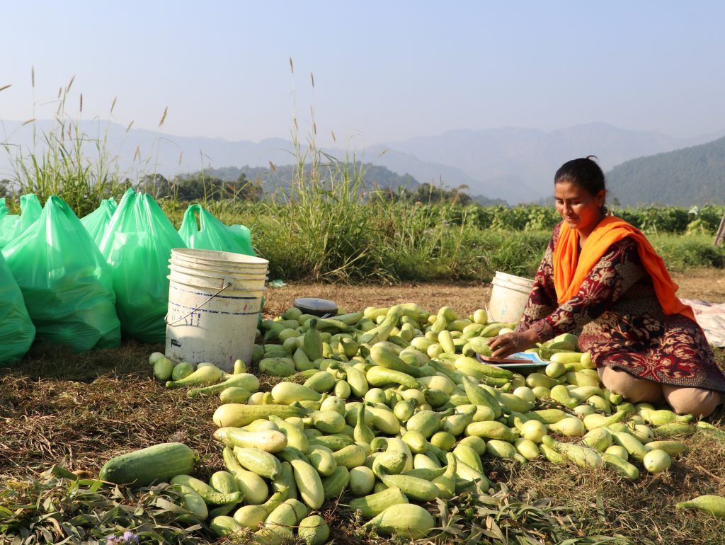 हुप्सेकोटका किसान काँक्रो खेतीबाट मनग्य आम्दानी गदै