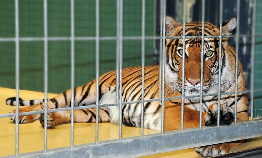 बाघले भरिए चितवन राष्ट्रिय निकुञ्जका खोर