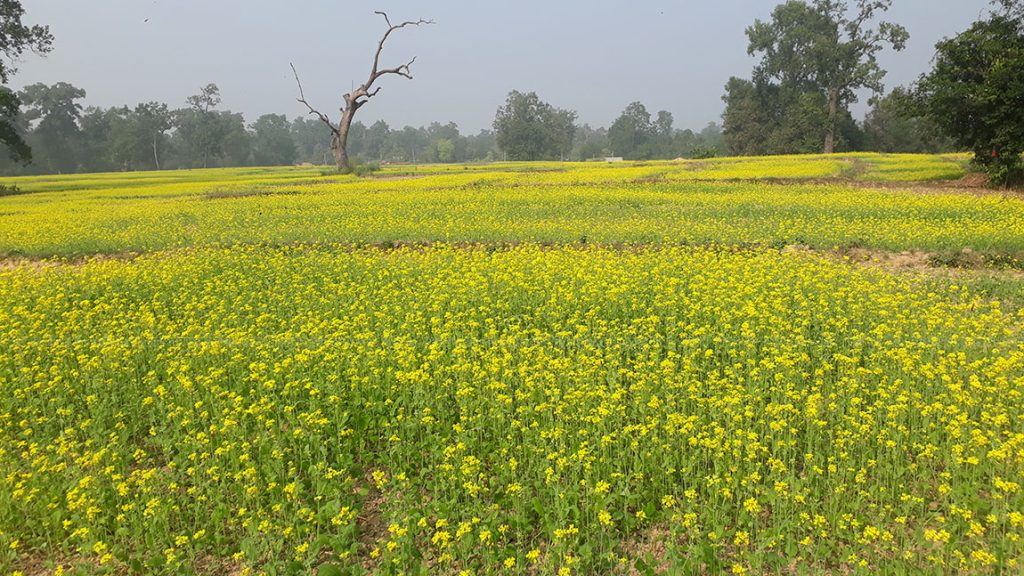 बारामा तेलहन खेती बढ्यो