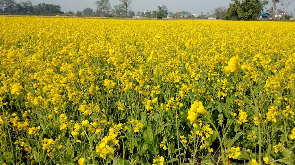 चितवनमा तोरी उत्पादन हुने क्षेत्र वृद्धिसंगै उत्पादन पनि बढ्ने