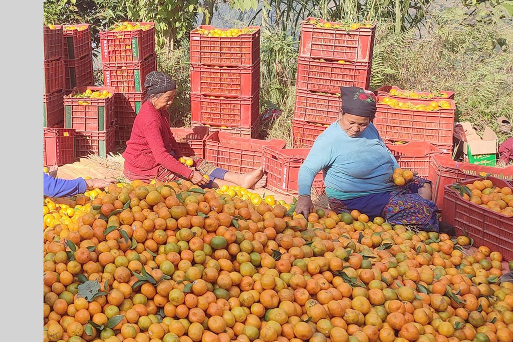 अर्घाखाँचीकाे एउटै गाउँमा फल्यो पाँच करोडको सुन्तला