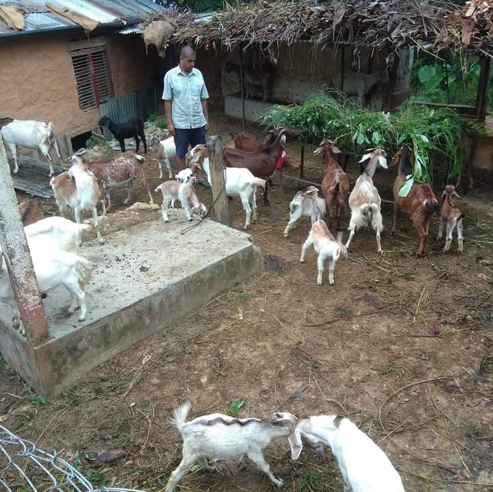  बैदेशिक रोजगारी छोडेर बाख्रापालनमा रमाएका स्याङ्जाका युवा